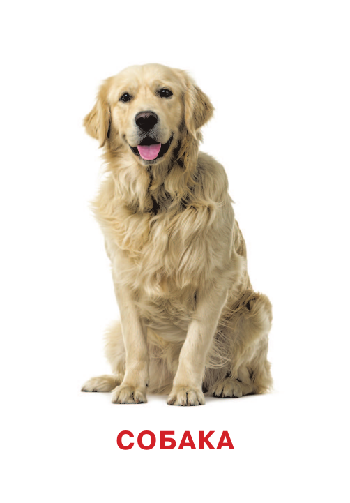 Дмитриева Валентина Геннадьевна Развивающие карточки Домана. 0-3 лет - страница 4