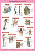 Анатомия человека. Костная система (в тубусе)
