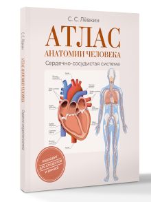 Атлас анатомии человека. Сердечно-сосудистая система