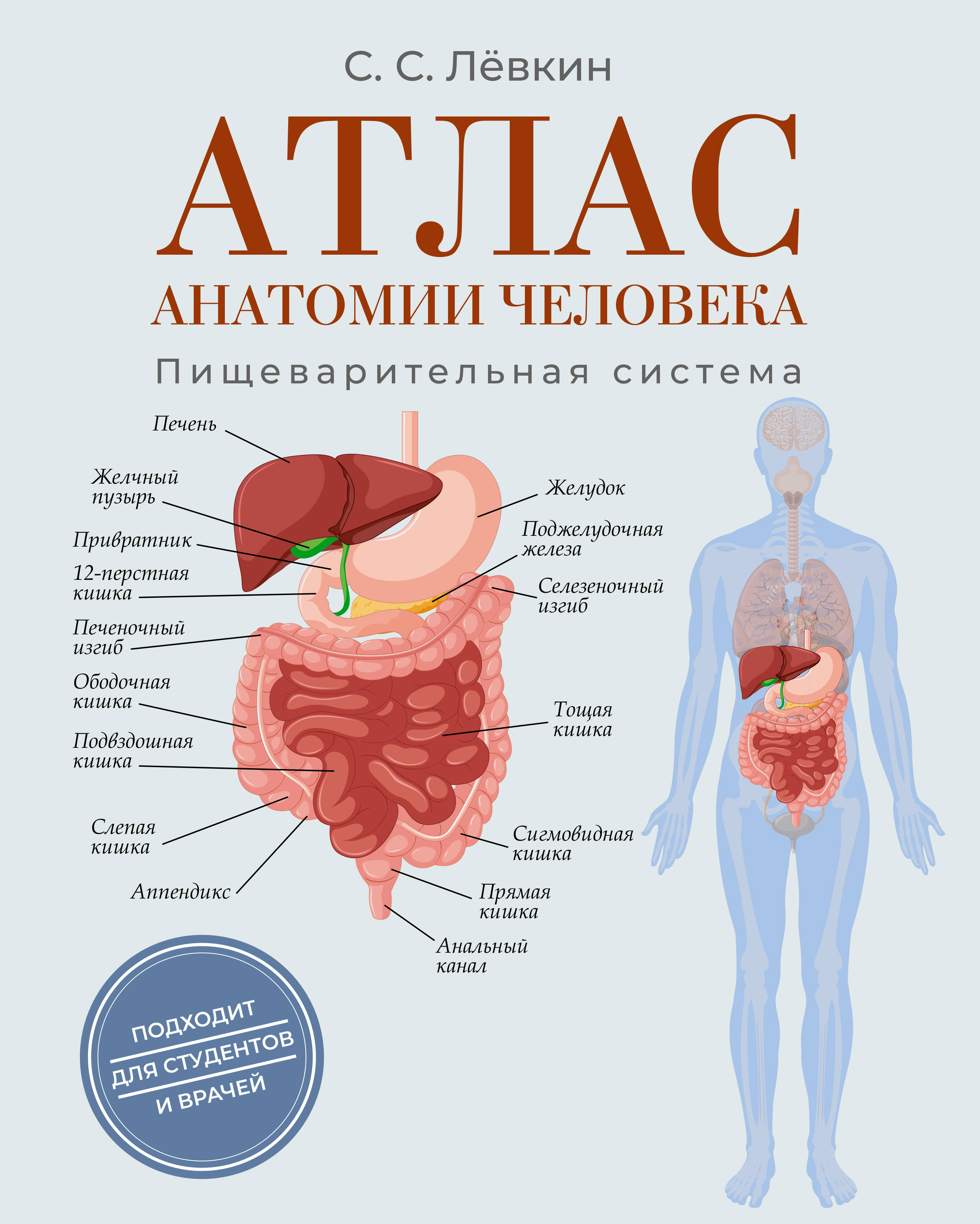 Лёвкин Сергей Сергеевич Атлас анатомии человека. Пищеварительная система - страница 0