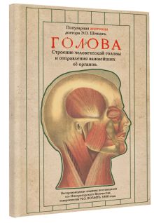 Голова. Строение человеческой головы и отправления важнейших её органов