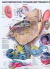 Анатомическое строение внутреннего уха. Преддверно-улитковый орган - орган слуха