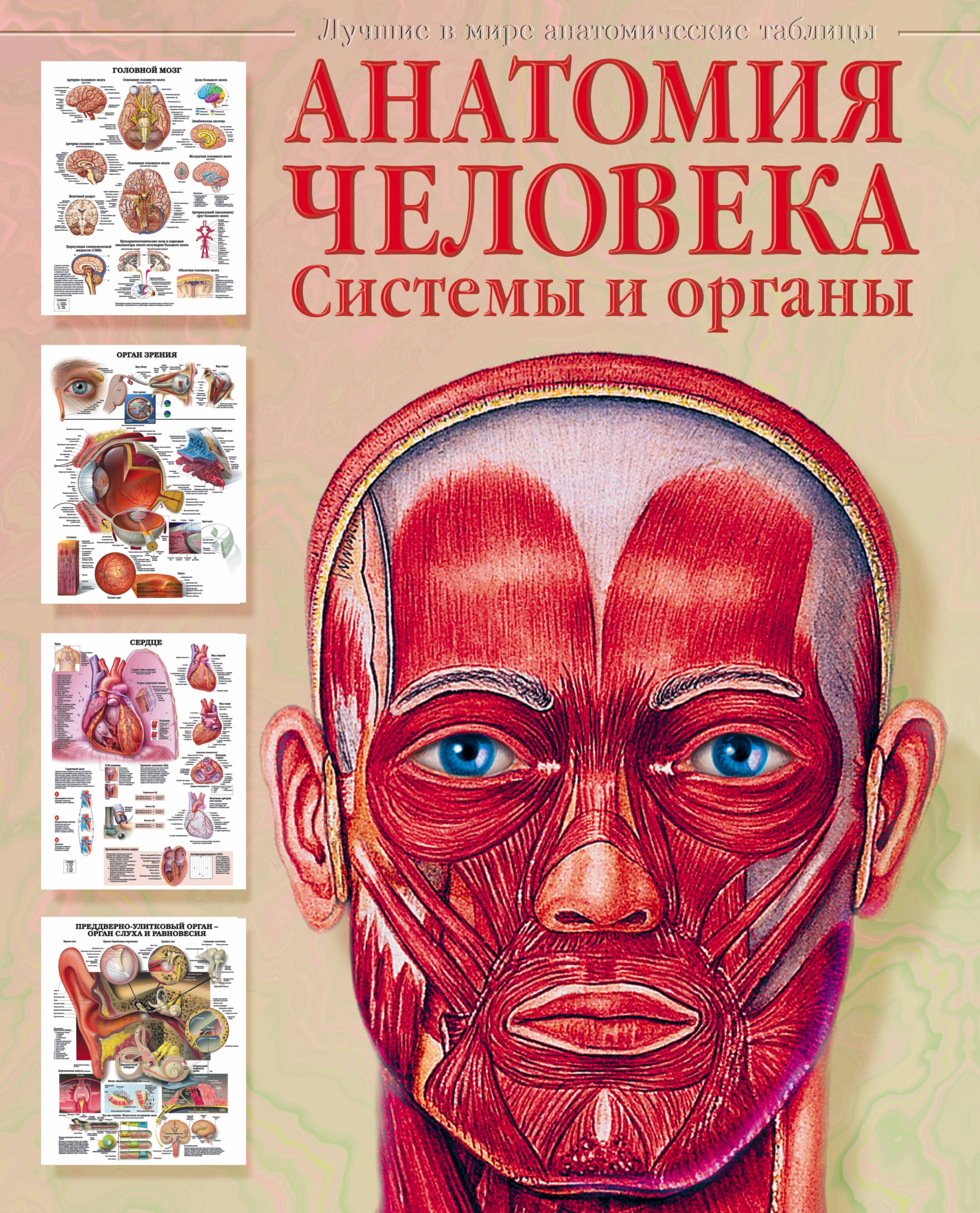 Махиянова Евгения Борисовна Анатомия человека. Системы и органы - страница 0