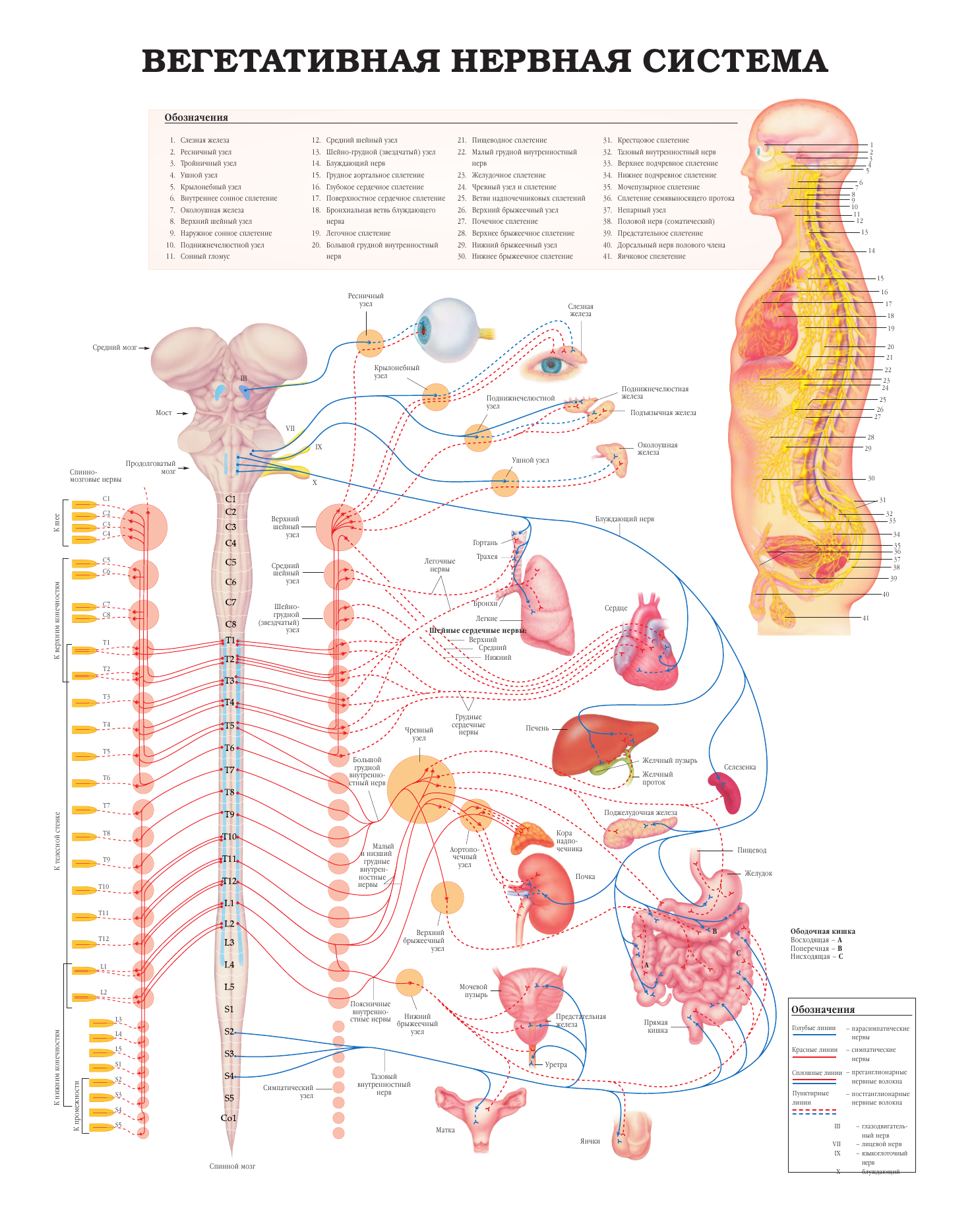 <не указано> Большой атлас анатомии человека - страница 4