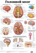 Головной мозг. Черепные и спинно-мозговые нервы