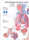 Дыхательная система и астма. Аллергия