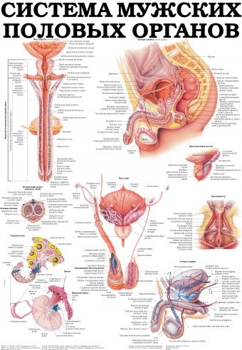 Предстательная железа. Система мужских половых органов