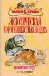 Экзотическая короткошерстная кошка
