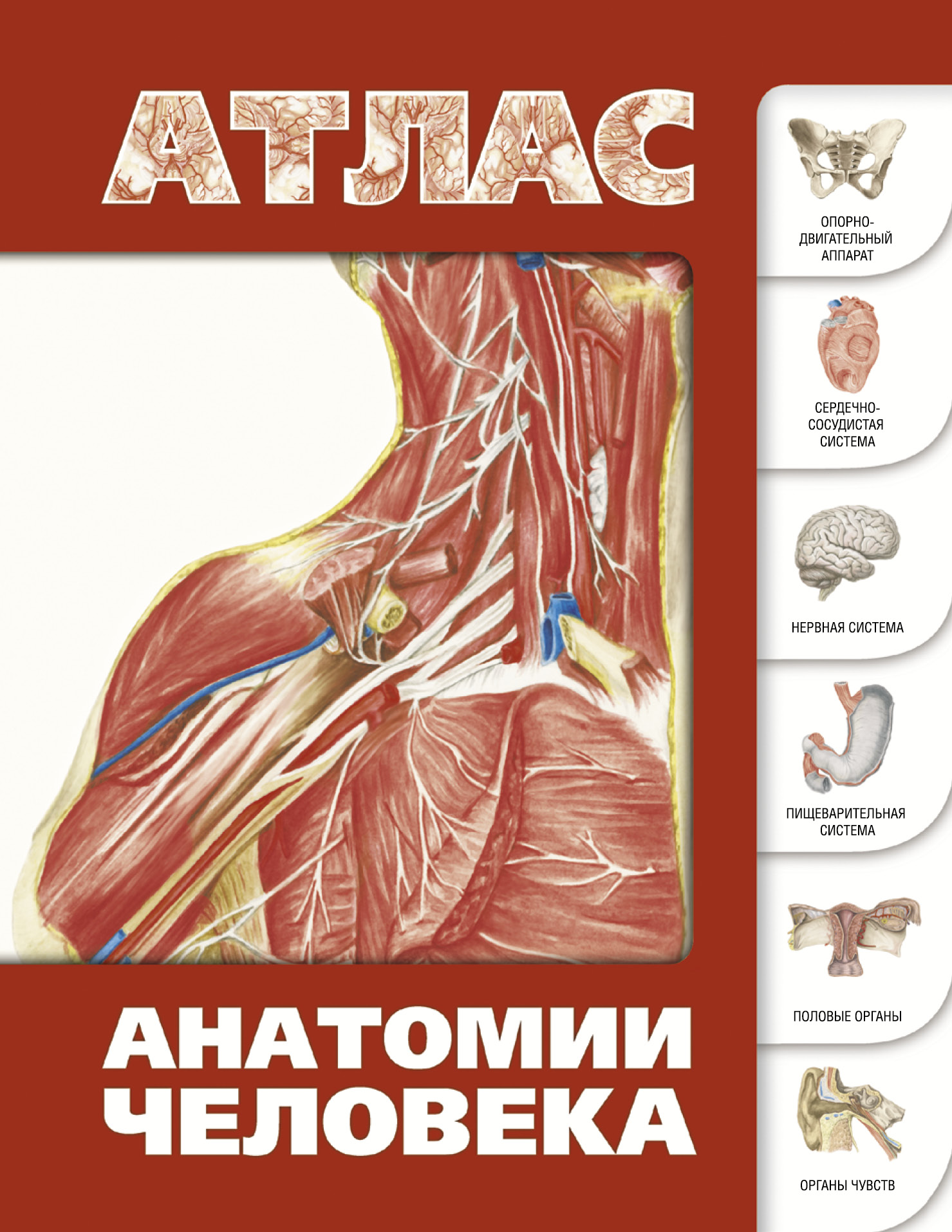  Атлас анатомии человека - страница 0
