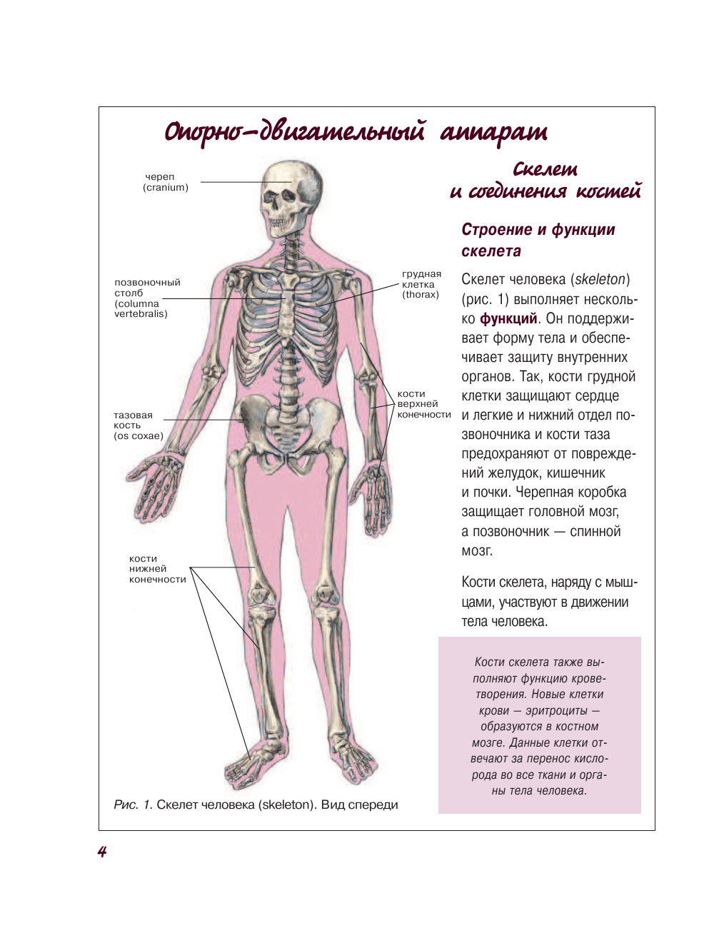  Атлас анатомии человека - страница 4