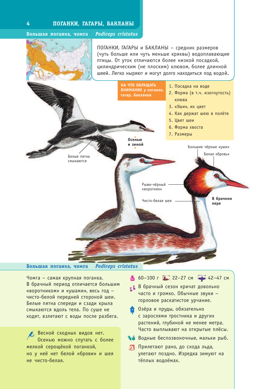 Мосалов Алексей Александрович Птицы России. Определитель - страница 4